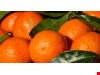 Tariff turmoil impacting citrus export growth 